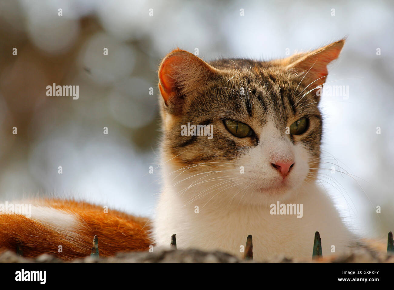 Portrait d'un chat, à l'extérieur Banque D'Images