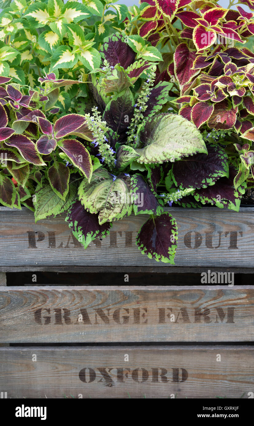 Solenostemon. Coleus plantes dans une caisse en bois Banque D'Images