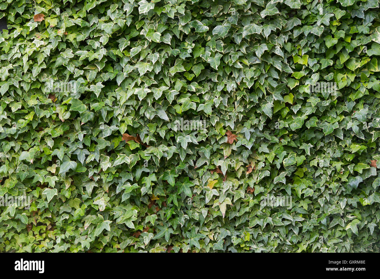 Au cours d'une escalade de lierre mur jardin Banque D'Images