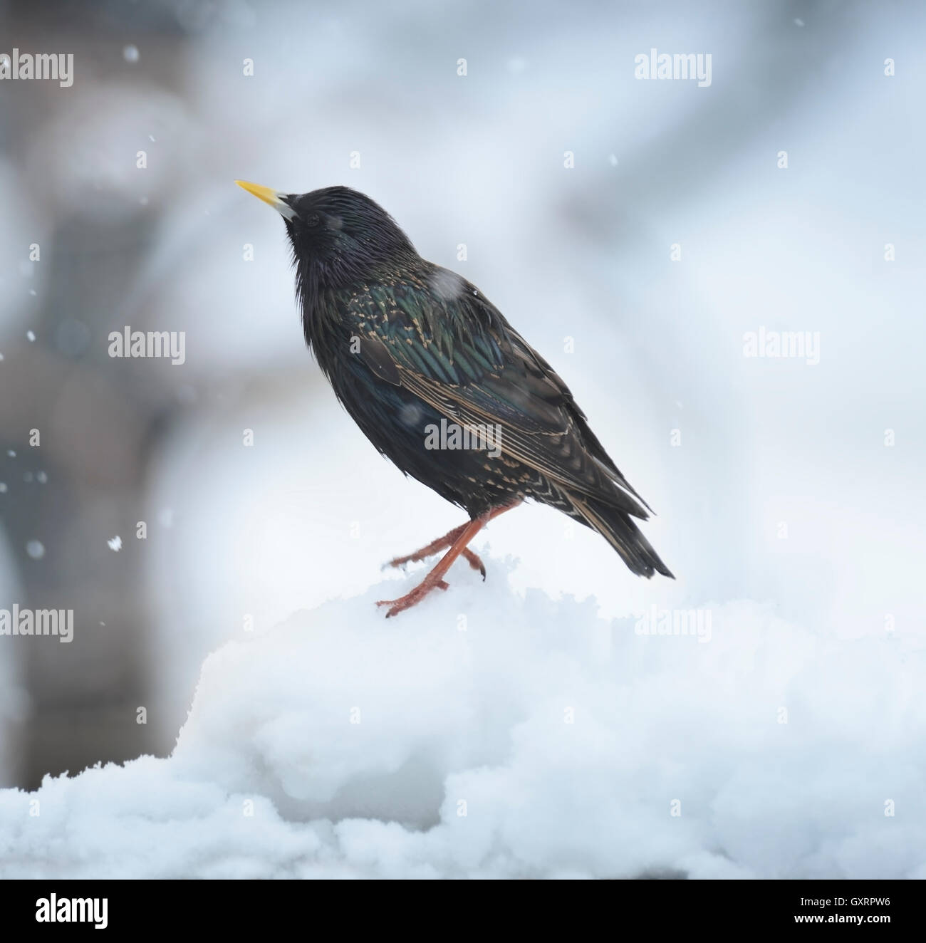 Blackbird en hiver Banque D'Images