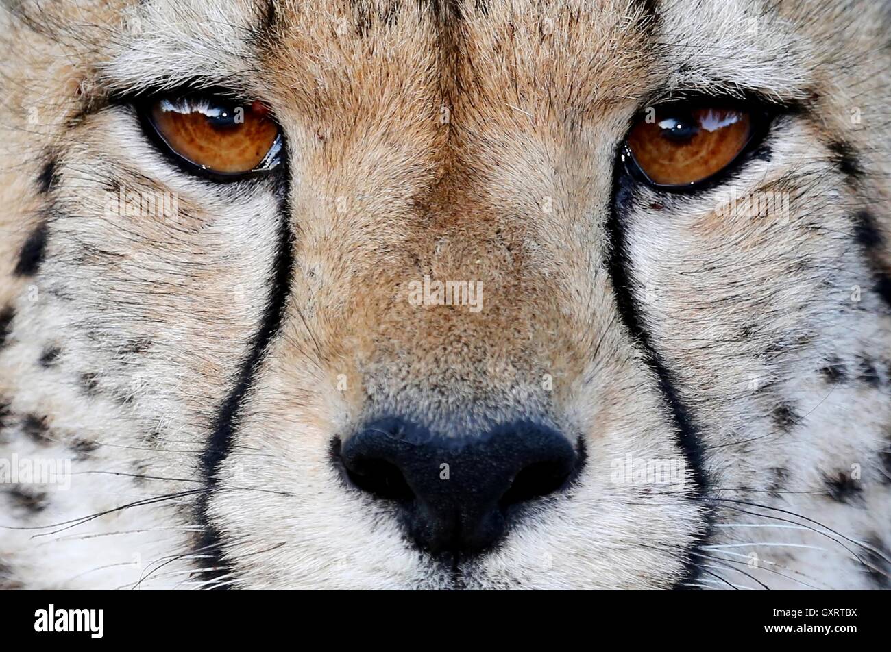 Yeux de Chat Sauvage guépard Banque D'Images