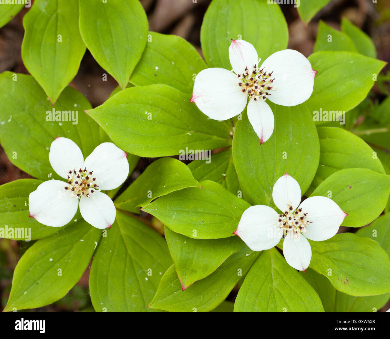 Le cornouiller du Canada Cornus canadensis fleurs blooming Banque D'Images