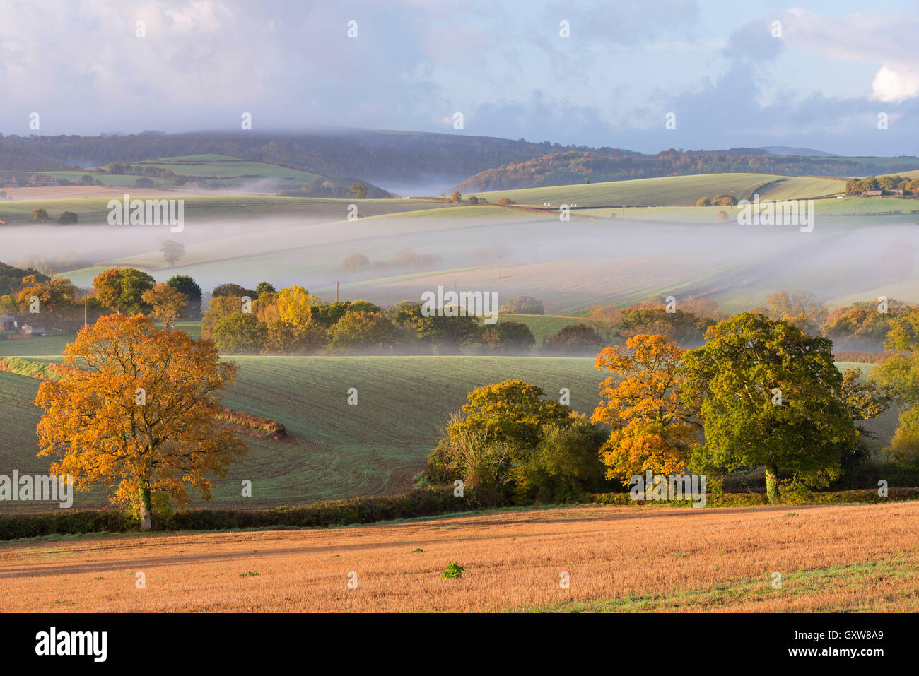 Matin brumeux d'automne sur campagne, Dartmoor, Devon, Angleterre. L'automne (octobre) 2015. Banque D'Images