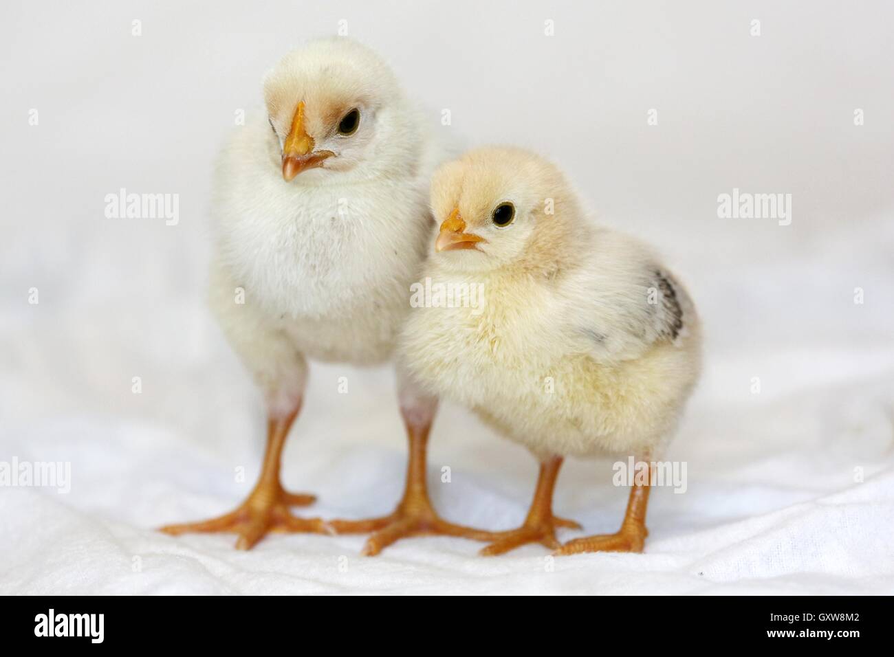 Poulets de bébé Banque D'Images