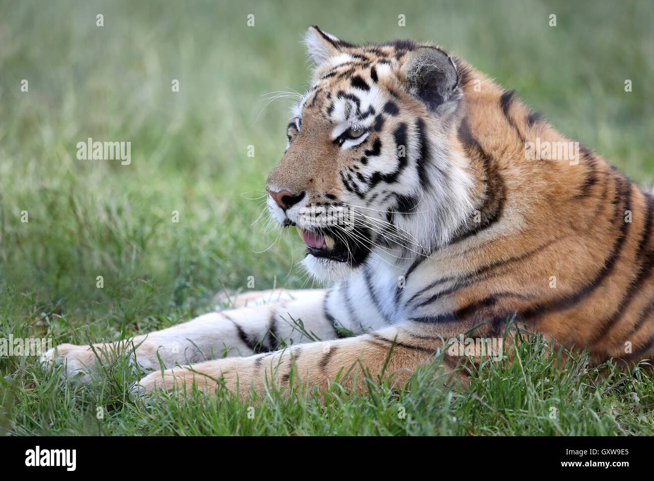 Tigre Banque D'Images