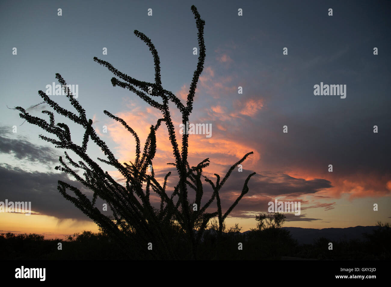 Ocotillo (Fouquieria splendens) dans le parc national de Saguaro au coucher du soleil Banque D'Images