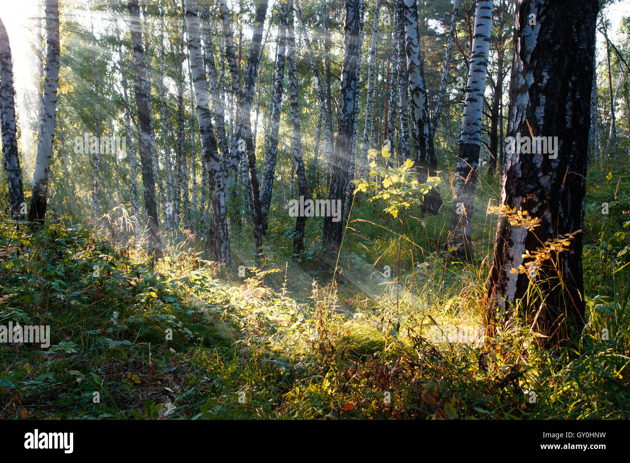 Les rayons de soleil dans une journée ensoleillée de Birch Grove Banque D'Images