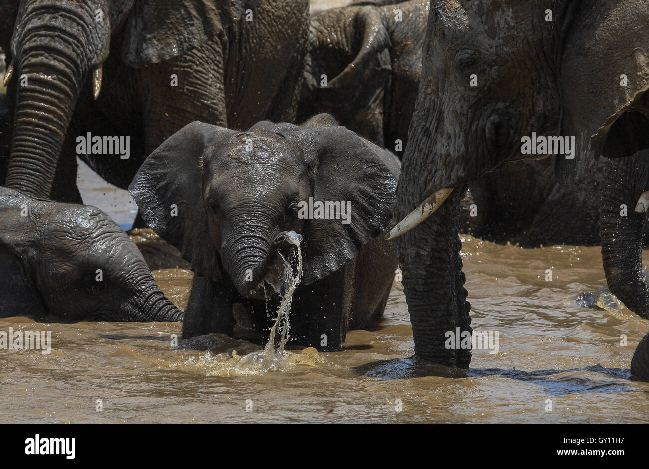 Veau à l'éléphant d'un étang dans le Parc National d'Etosha, Namibie Banque D'Images