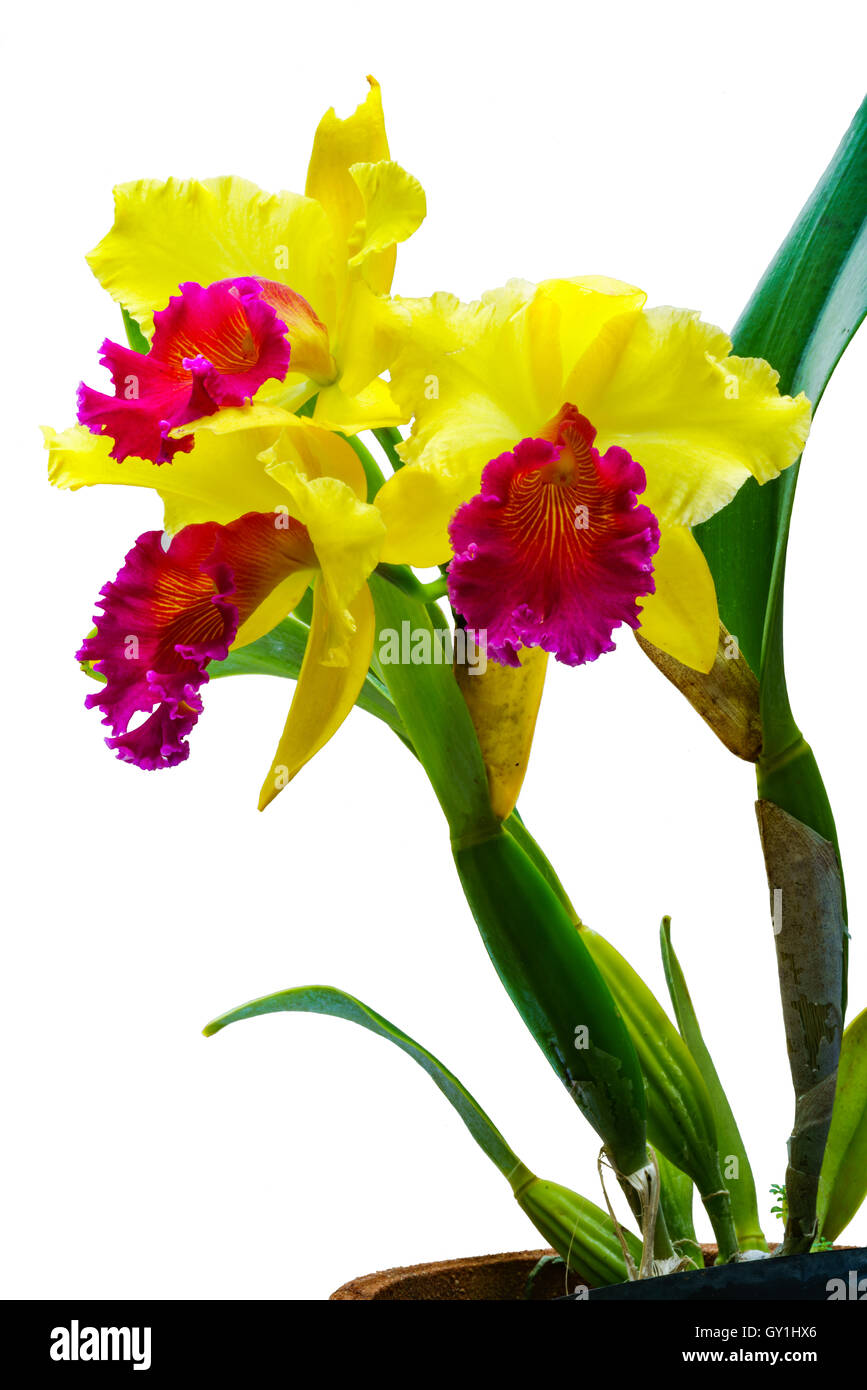 Orchidée Cattleya frais isolé sur fond blanc Banque D'Images