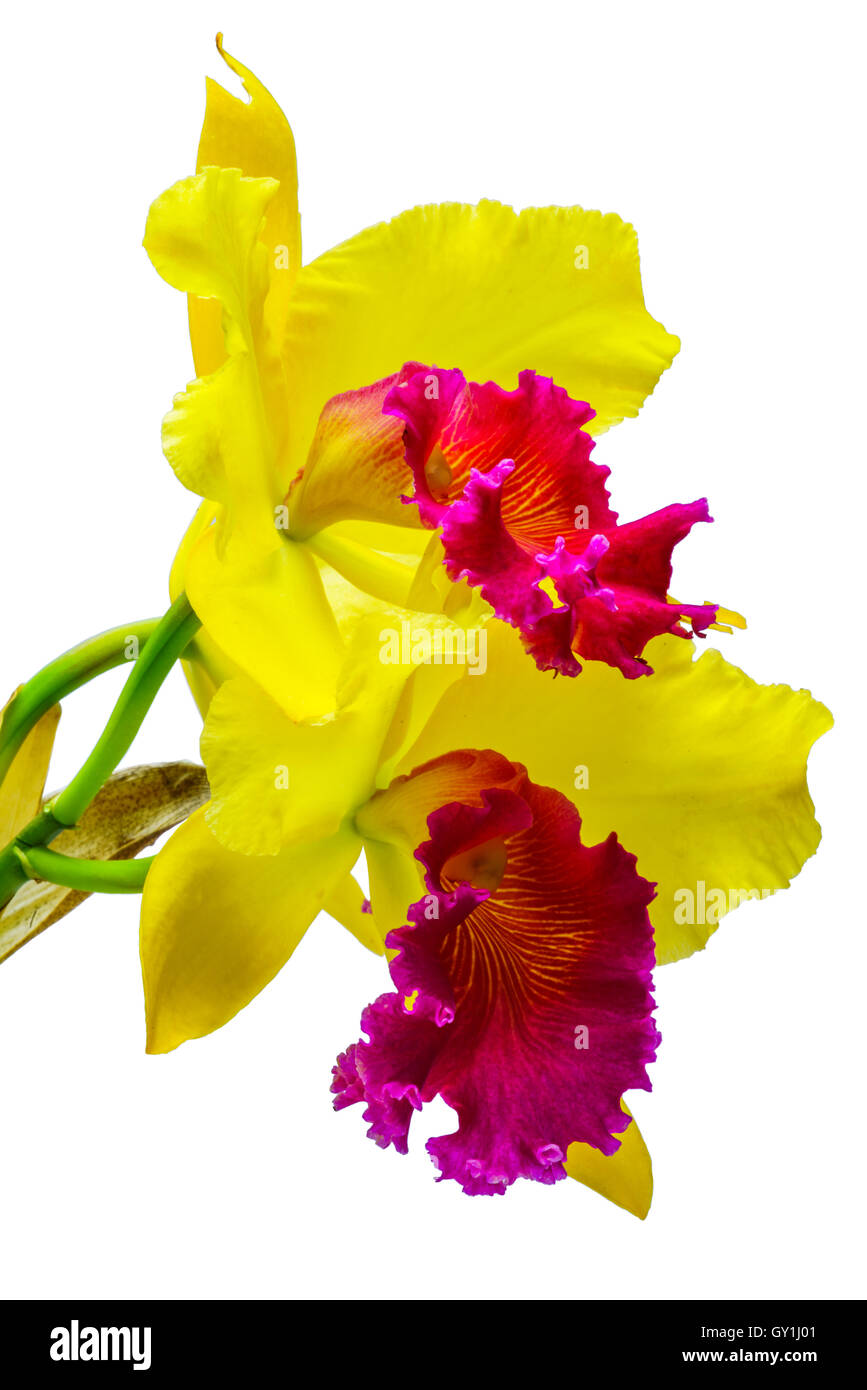 Belle orchidée Cattleya jaune isolé sur fond blanc Banque D'Images