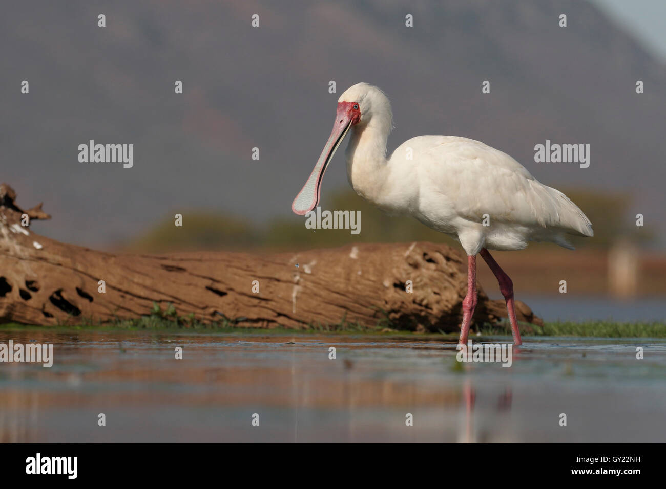 Spatule d'Afrique Platalea alba,, seul oiseau dans l'eau, l'Afrique du Sud, août 2016 Banque D'Images