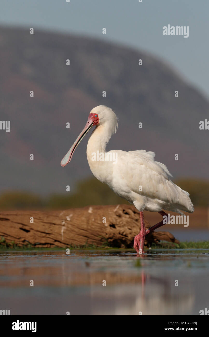 Spatule d'Afrique Platalea alba,, seul oiseau dans l'eau, l'Afrique du Sud, août 2016 Banque D'Images