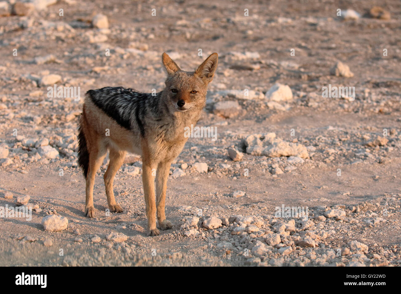 Le chacal à dos noir, Canis mesomelas, seul mammifère, Afrique du Sud, août 2016 Banque D'Images