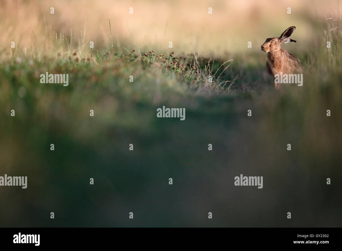 Lièvre brun, Lepus europaeus, mammifère unique dans l'herbe, Warwickshire, Août 2016 Banque D'Images