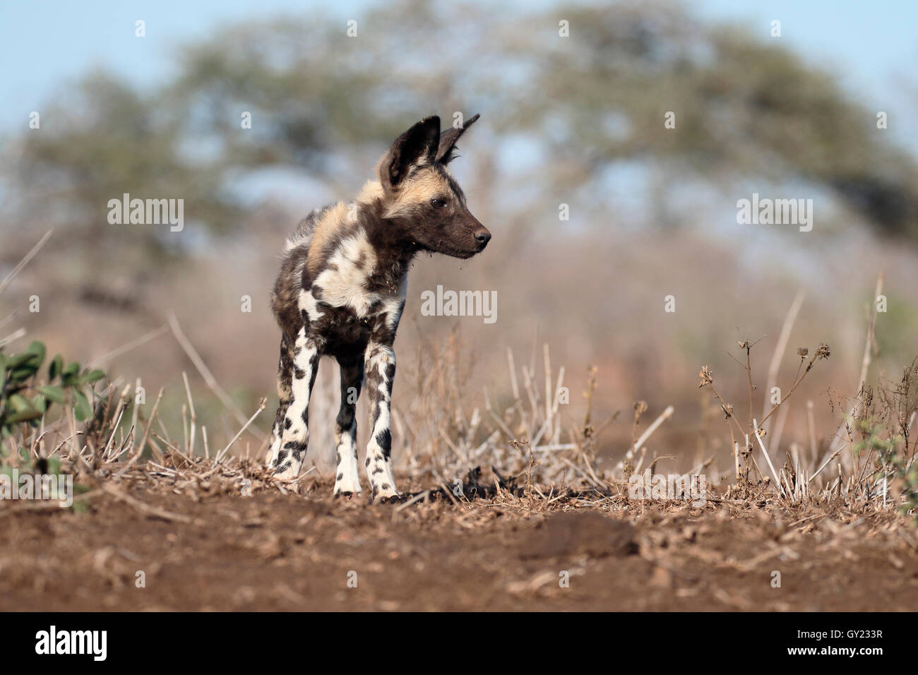 Le cap de l'Afrique de chien de chasse, Lycaon pictus, seul mammifère, Afrique du Sud, août 2016 Banque D'Images