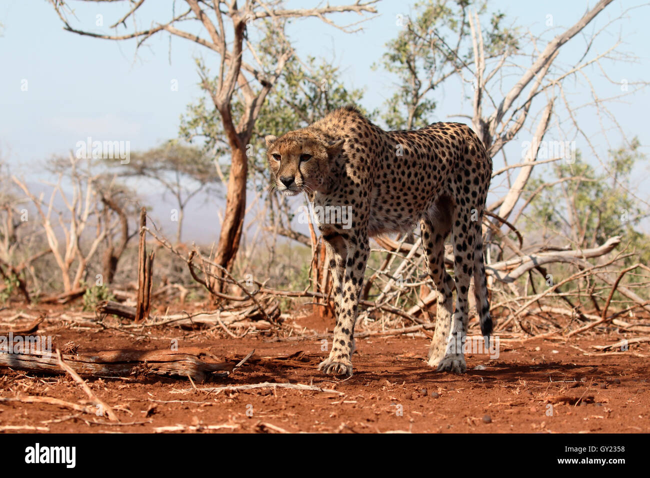 Le guépard, Acinonyx jubatus, seul chat, Afrique du Sud, août 2016 Banque D'Images