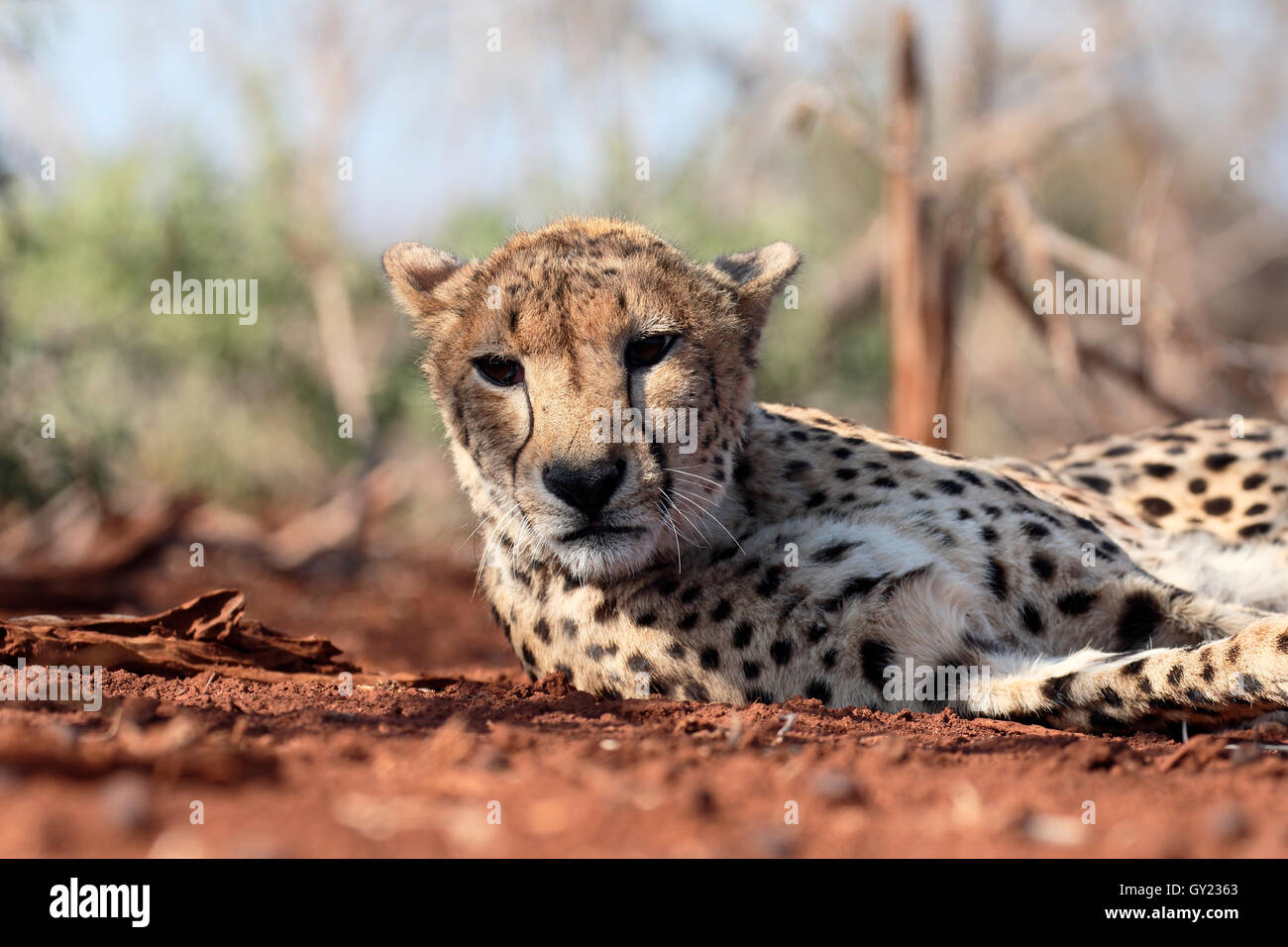 Le guépard, Acinonyx jubatus, seul chat, Afrique du Sud, août 2016 Banque D'Images