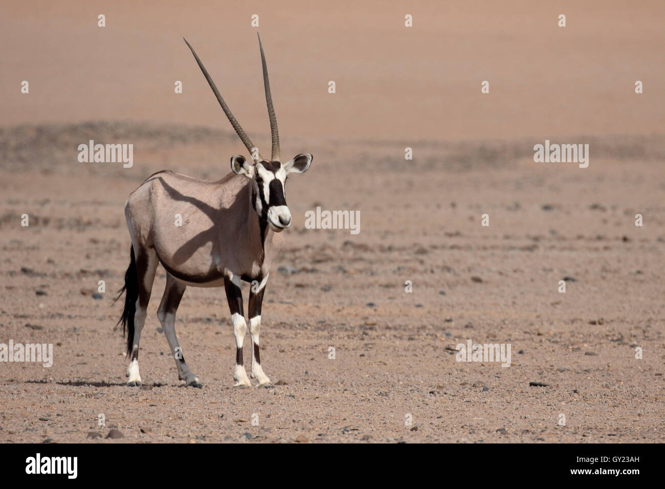 Gemsbok, Oryx gazella, seul mammifère, Namibie, août 2016 Banque D'Images