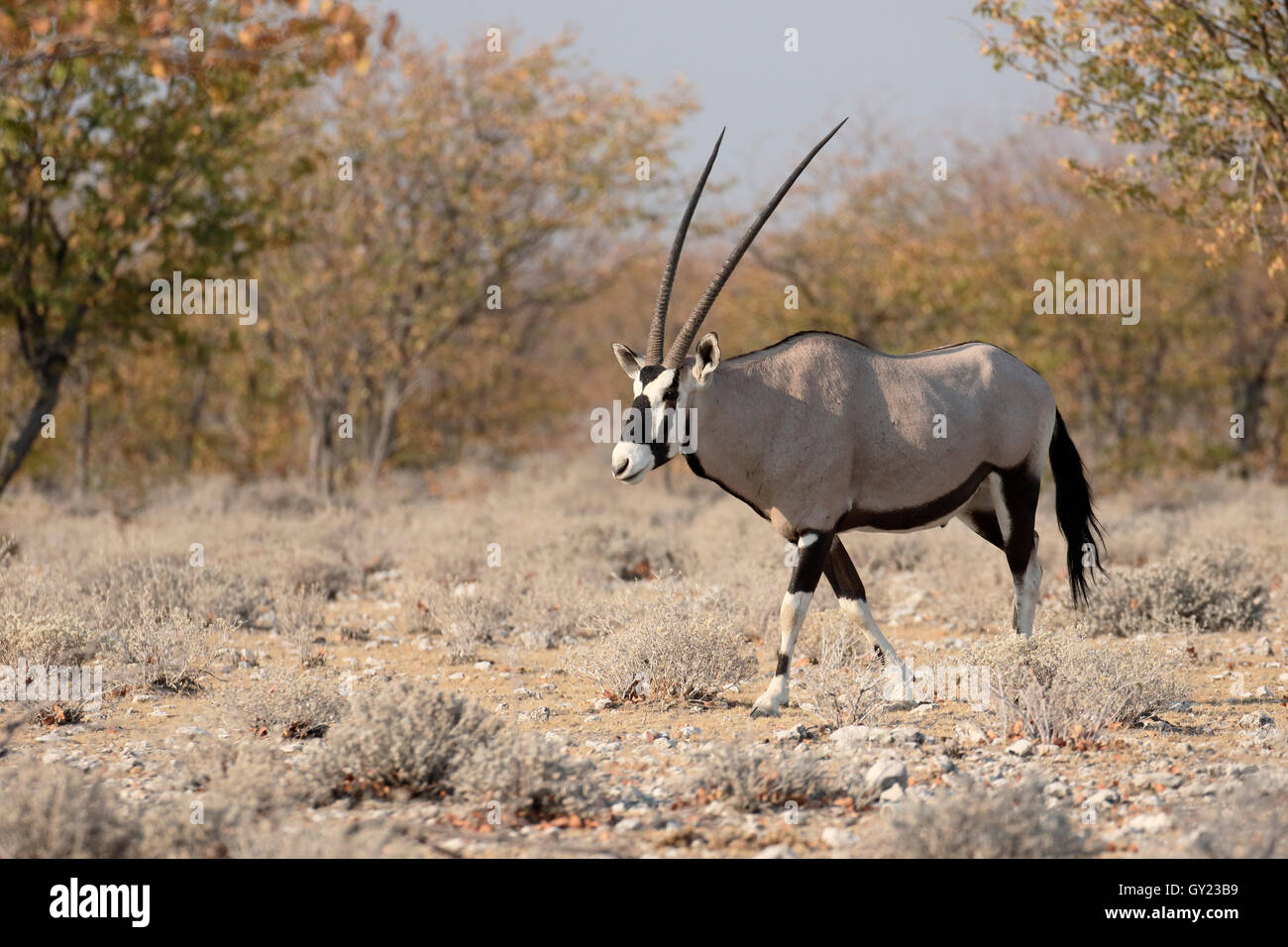 Gemsbok, Oryx gazella, seul mammifère, Namibie, août 2016 Banque D'Images