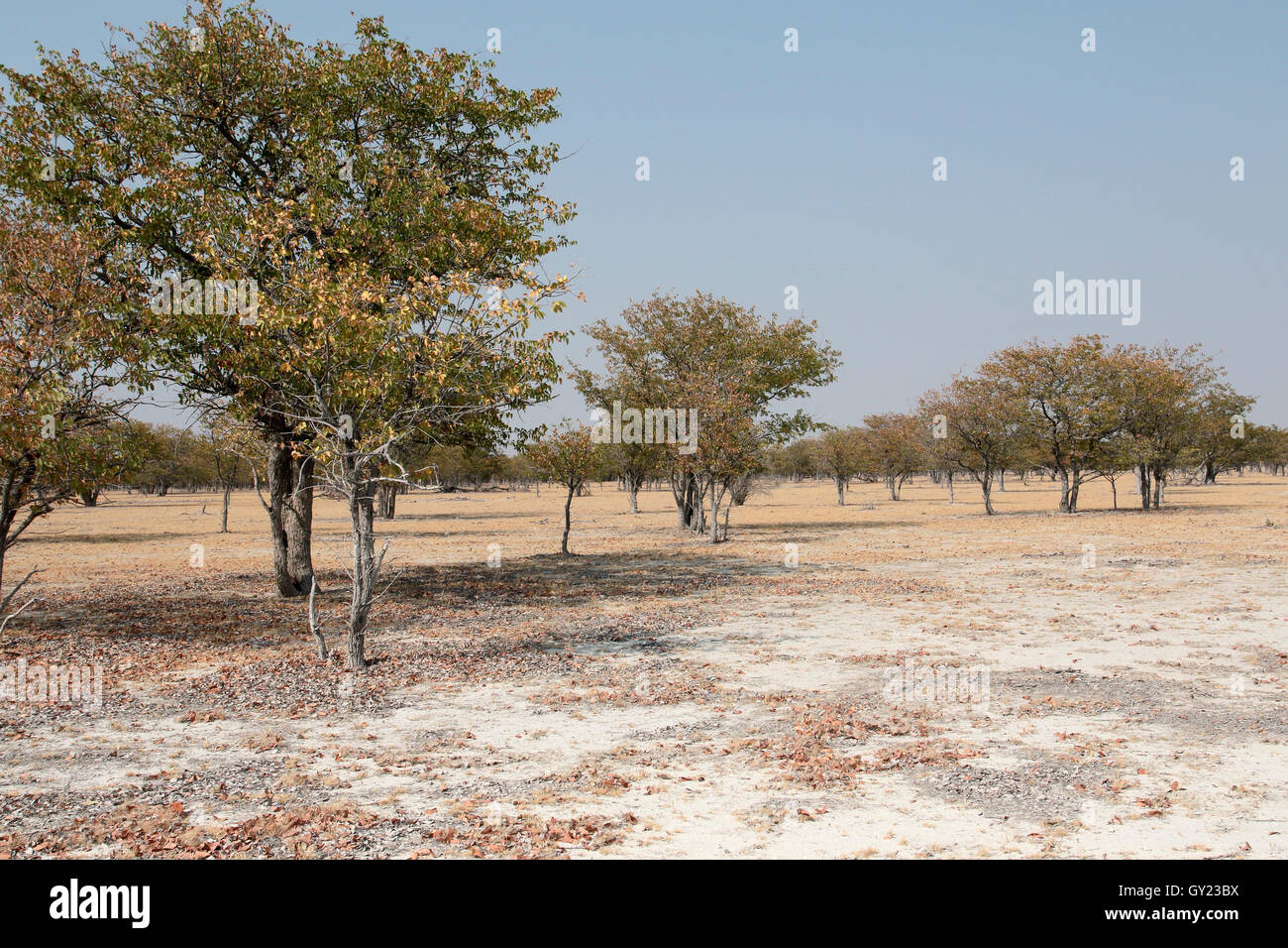 Ghost tree forest Etoshia, Parc National, Août 2016 Banque D'Images