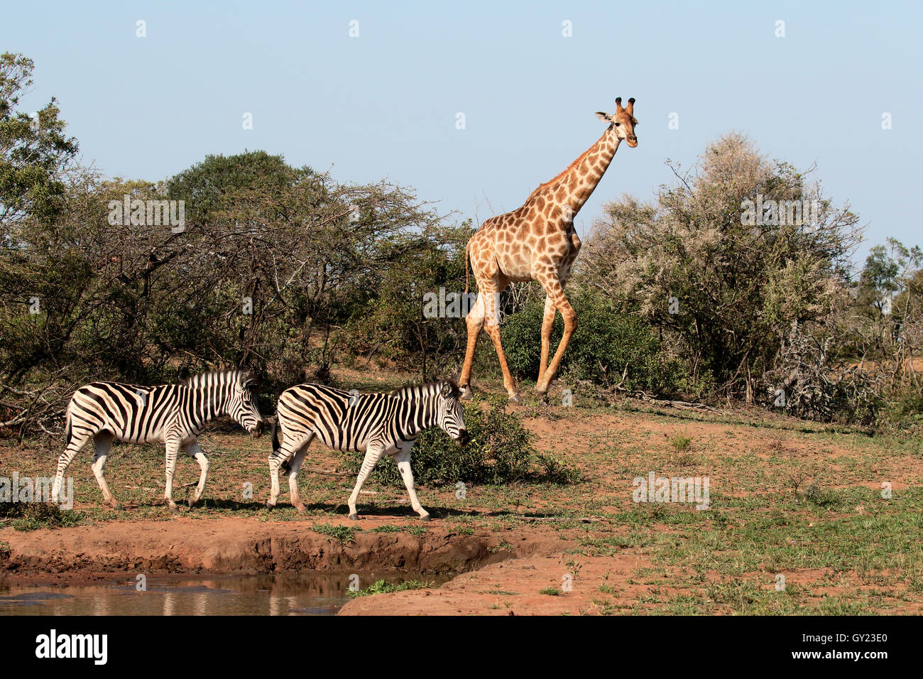 Girafe, Giraffa camelopardalis, mammifère unique avec zèbre des plaines, Namibie, août 2016 Banque D'Images