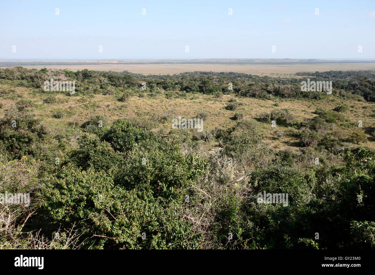 Isimangalsio Wetland Park, St Lucia, Afrique du Sud, août 2016 Banque D'Images