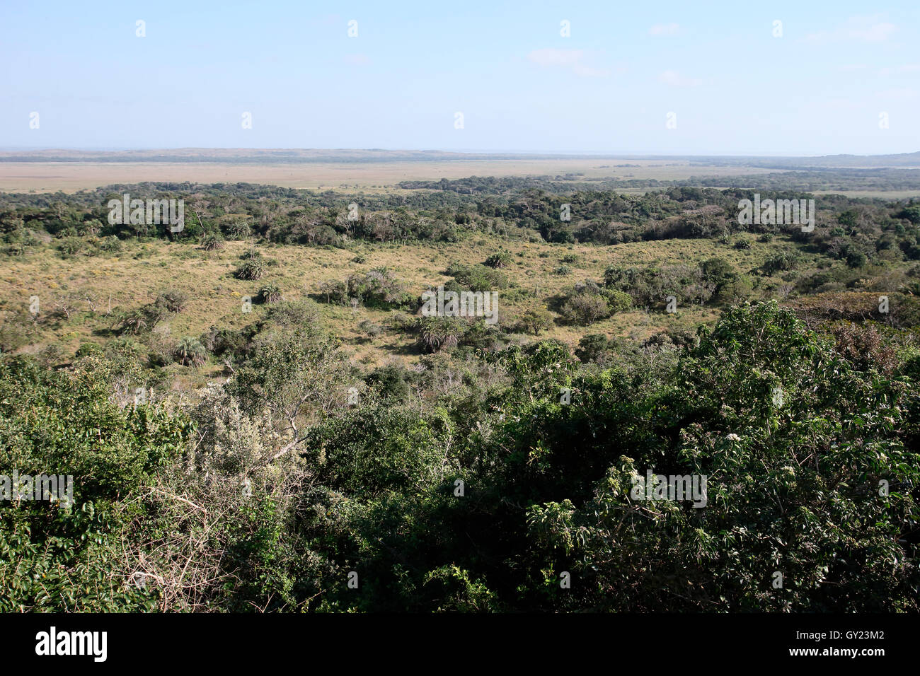 Isimangalsio Wetland Park, St Lucia, Afrique du Sud, août 2016 Banque D'Images