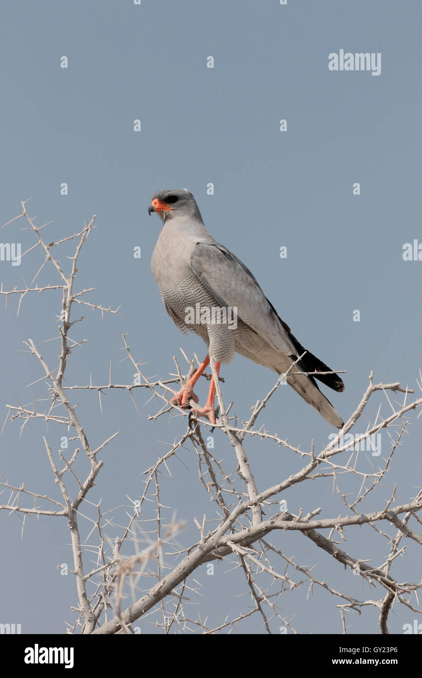 Chant-pâle autour des palombes, Melierax canorus, seul oiseau sur la branche, Afrique du Sud, août 2016 Banque D'Images
