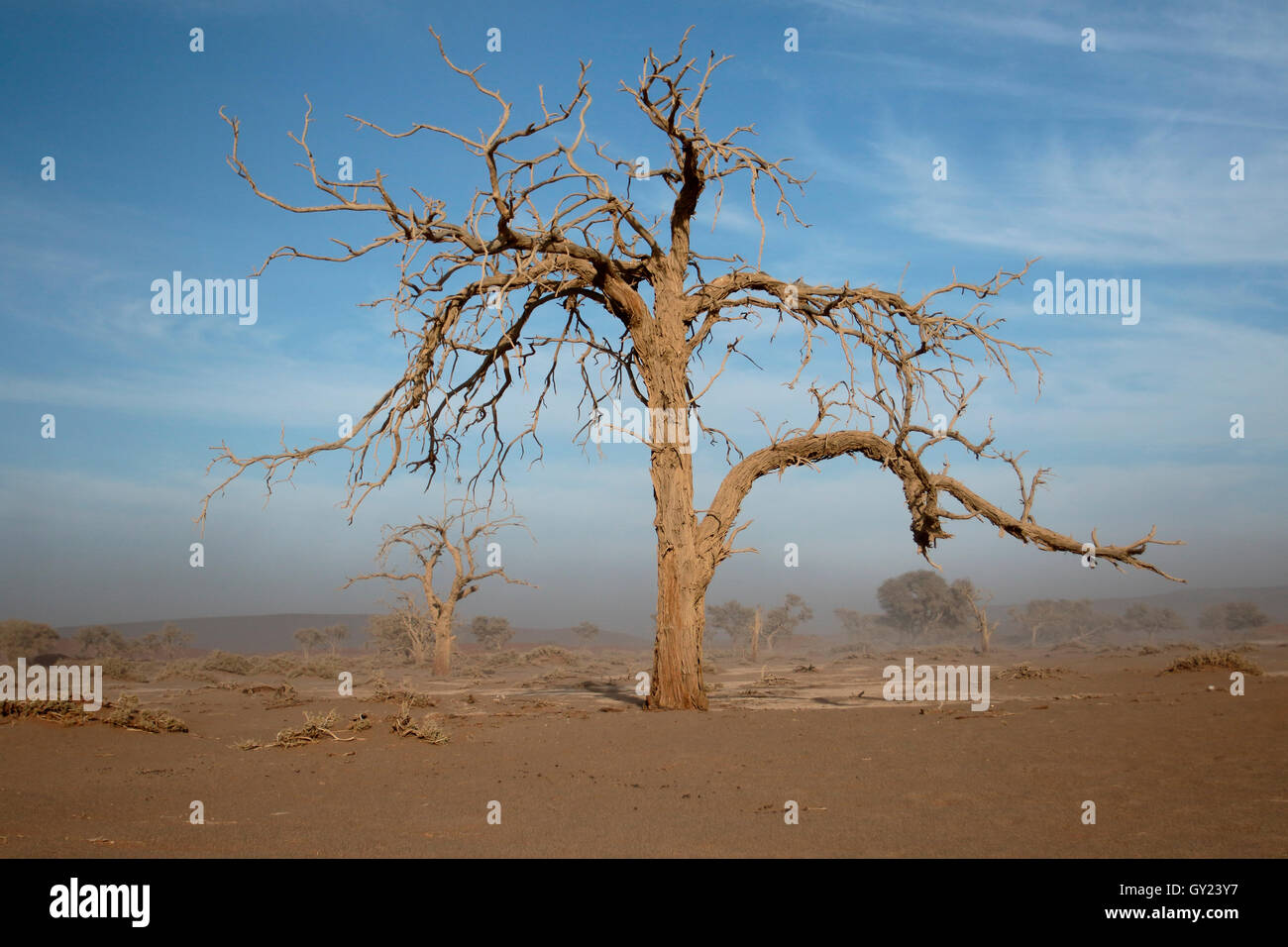 Namib Naukluft Sossusvlei, Namibie, août 2016 Banque D'Images