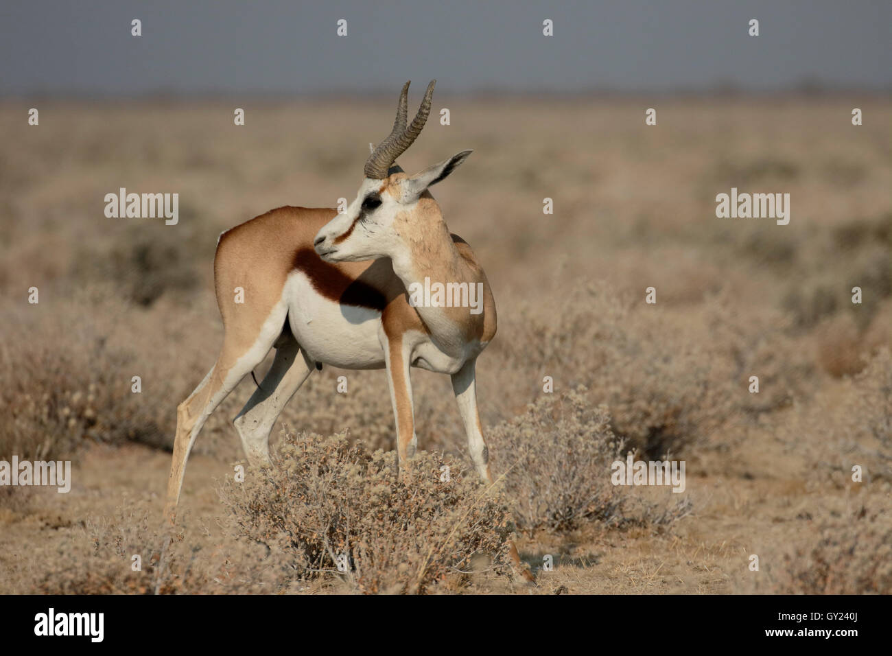 Antidorcas marsupialis springbok, unique, mammifère, Namibie, août 2016 Banque D'Images