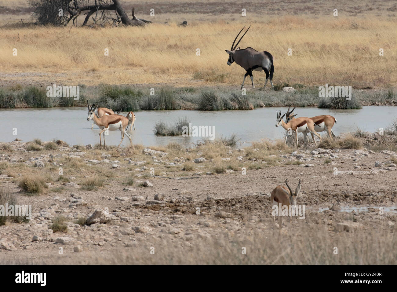 Antidorcas marsupialis, springbok, groupe, Namibie, août 2016 Banque D'Images