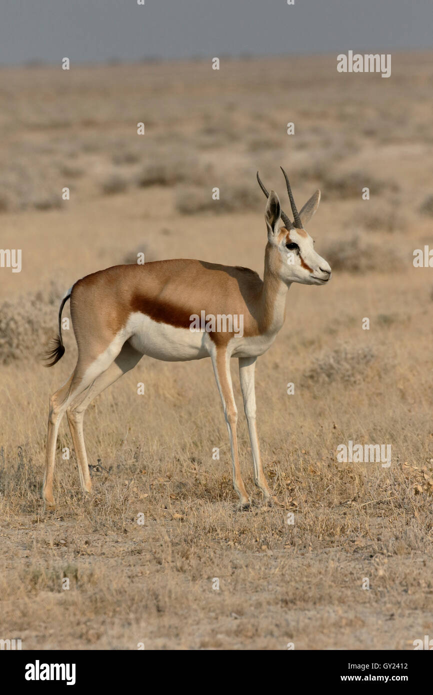 Antidorcas marsupialis springbok, unique, mammifère, Namibie, août 2016 Banque D'Images