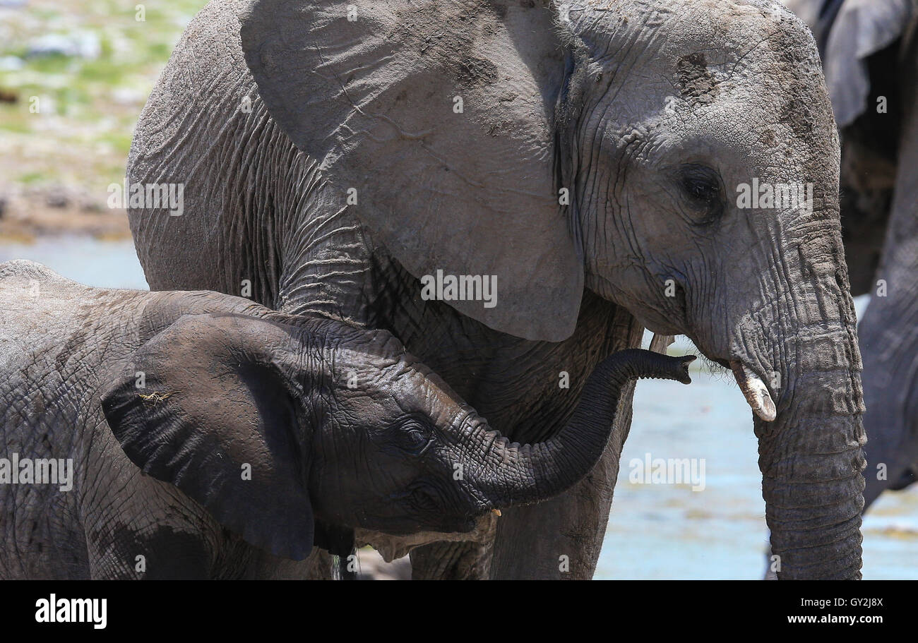 Elephant calf et mère de prendre un verre dans un étang dans le Parc National d'Etosha, Namibie Banque D'Images