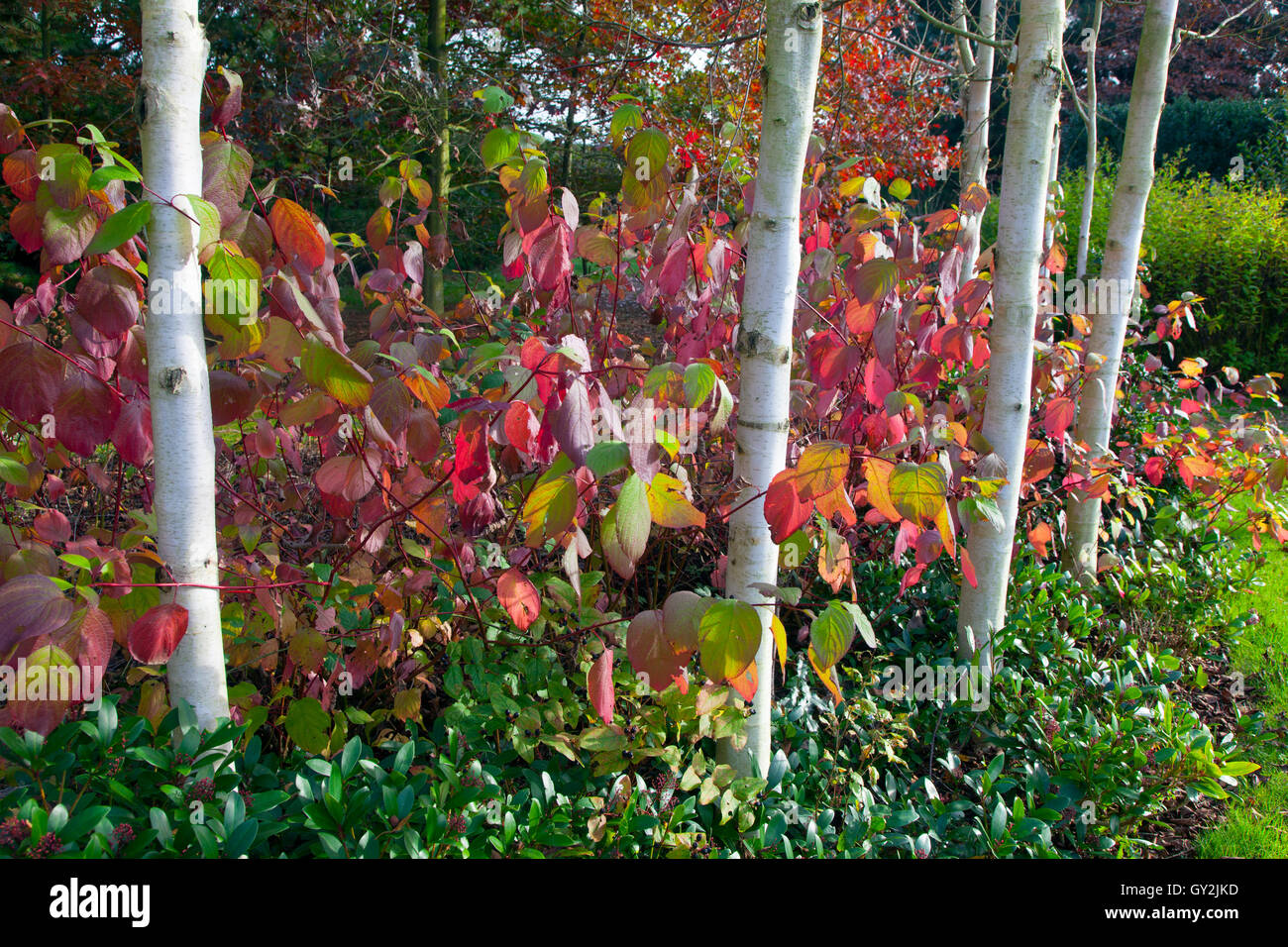 Himalayan Bouleaux Betula utilis jacquemontii var et tig Rouge Cardinal Cornouiller Cornus sericea à la mi-octobre Banque D'Images