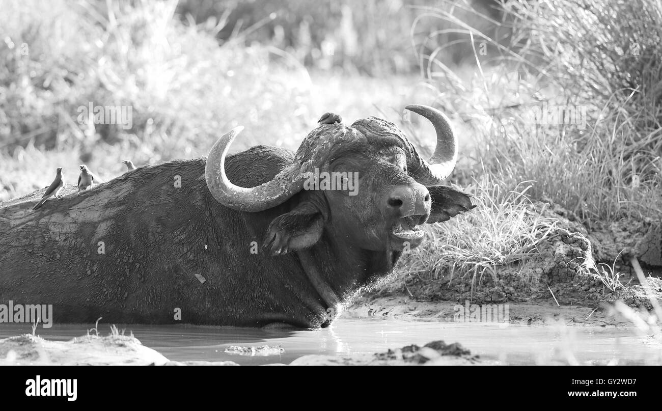 Le buffle d'eau prendre un bain et de vous rafraîchir au parc national Kruger en Afrique du Sud Banque D'Images