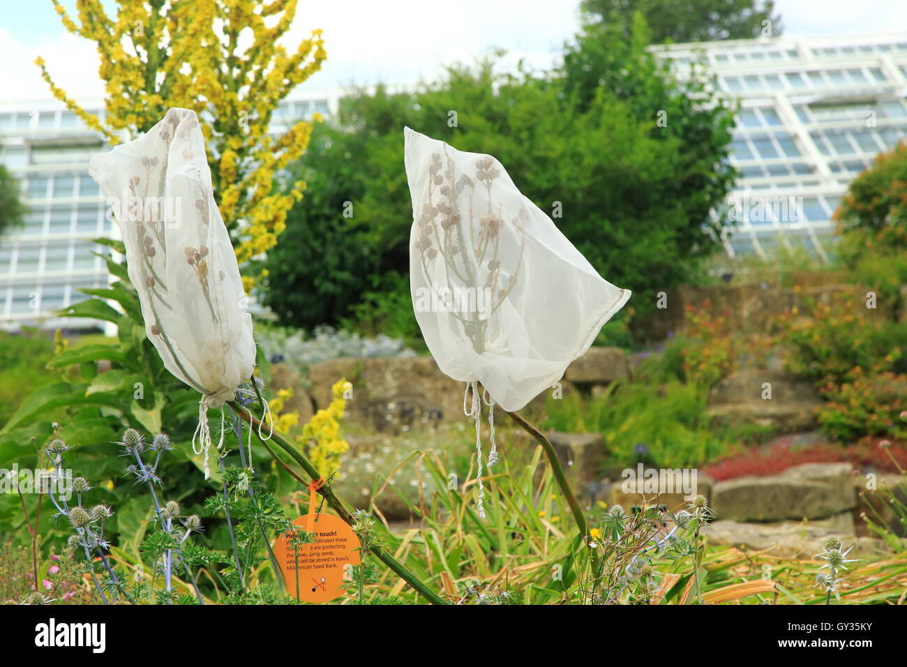 Les graines des plantes dans des filets, Kew Gardens, Royal Botanic Gardens, London, England, UK Banque D'Images