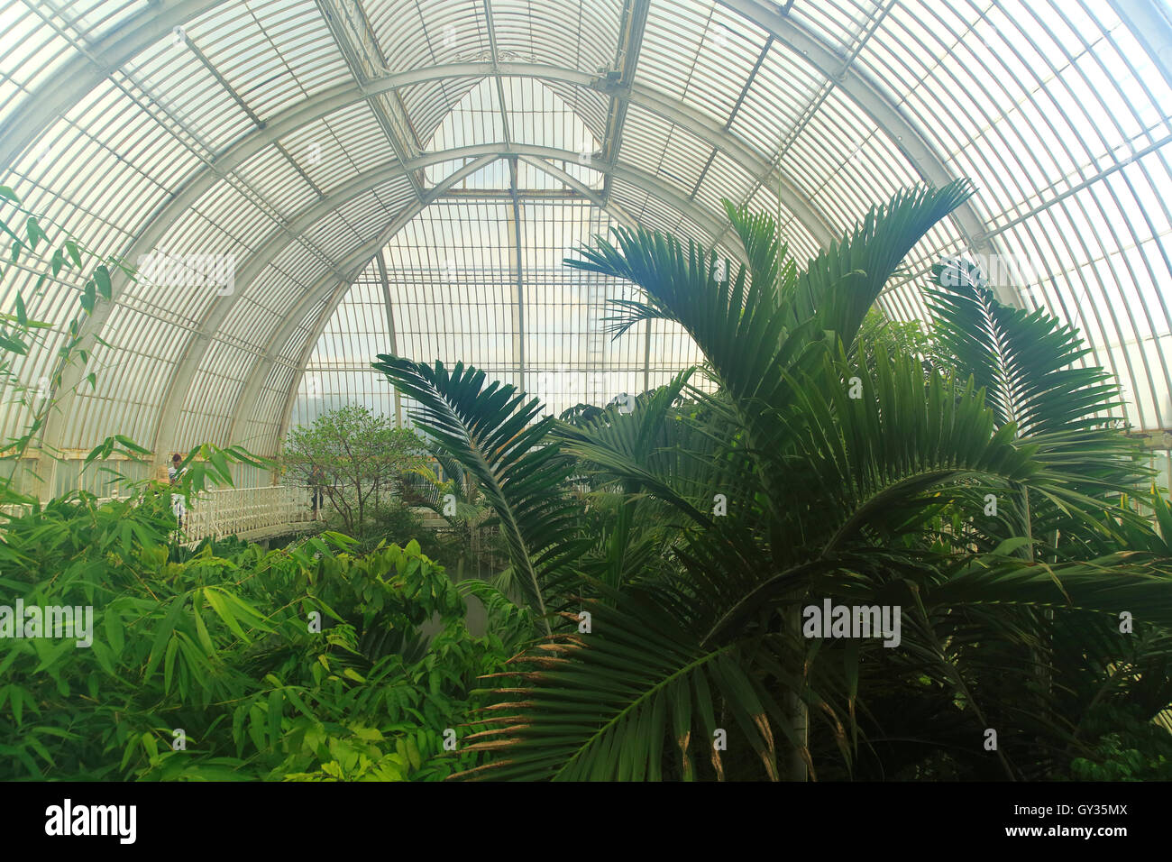 Hot steamy intérieur de la Palm House at Royal Botanic Gardens, Kew, Londres, Angleterre, Royaume-Uni Banque D'Images