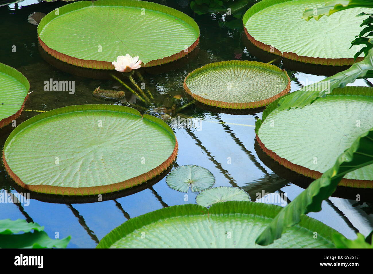Water Lily plantes, environnement de forêt tropicale, Princess of Wales conservatory, Royal Botanic Gardens, Kew London England UK Banque D'Images