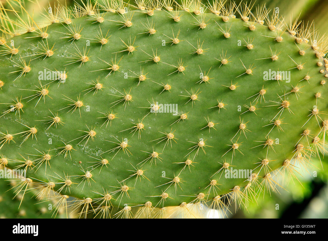 Close up de crampons sur feuilles de cactus opuntia echios, Banque D'Images