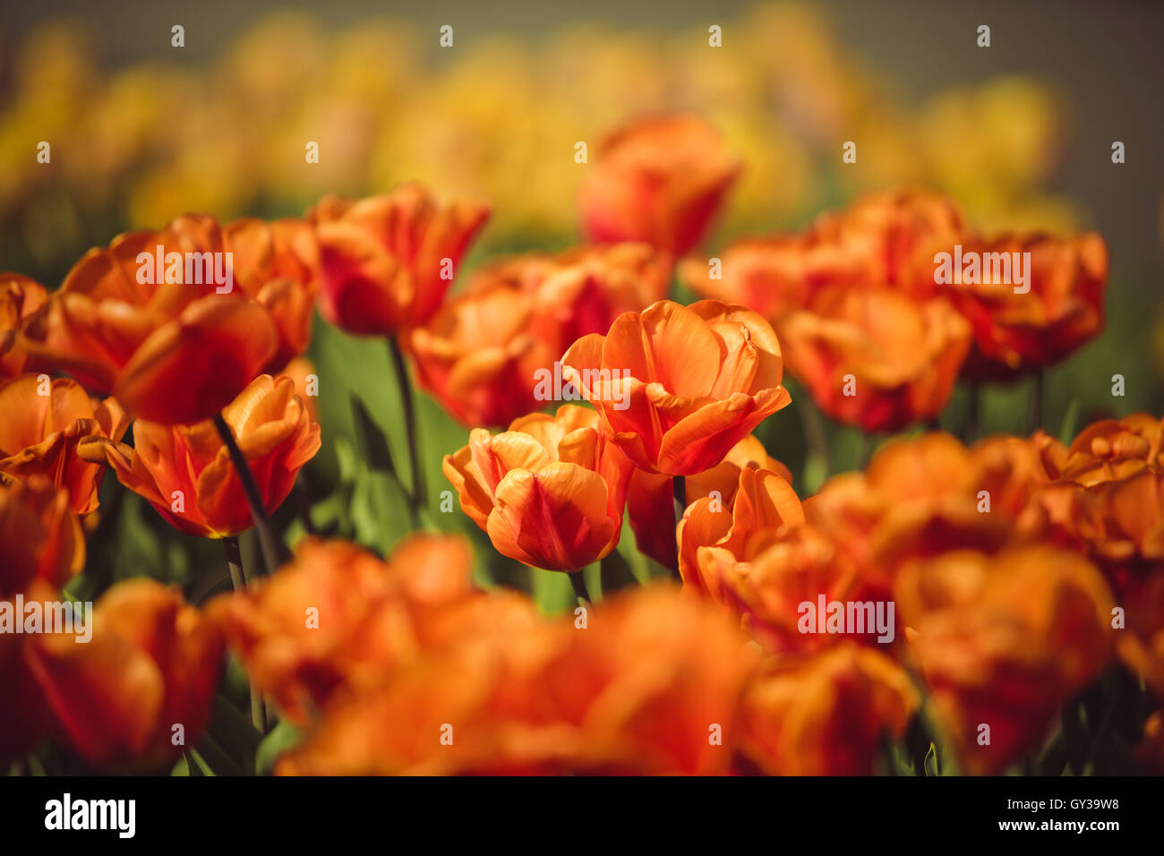 Belles fleurs lumineuses avec des Tulipes sur un jour de printemps ensoleillé Banque D'Images