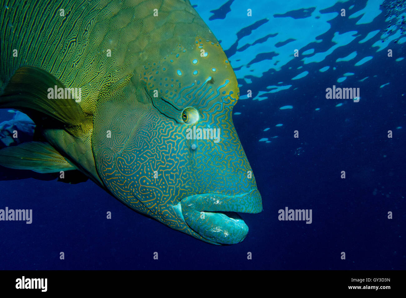 Gros poisson Napoléon Banque D'Images