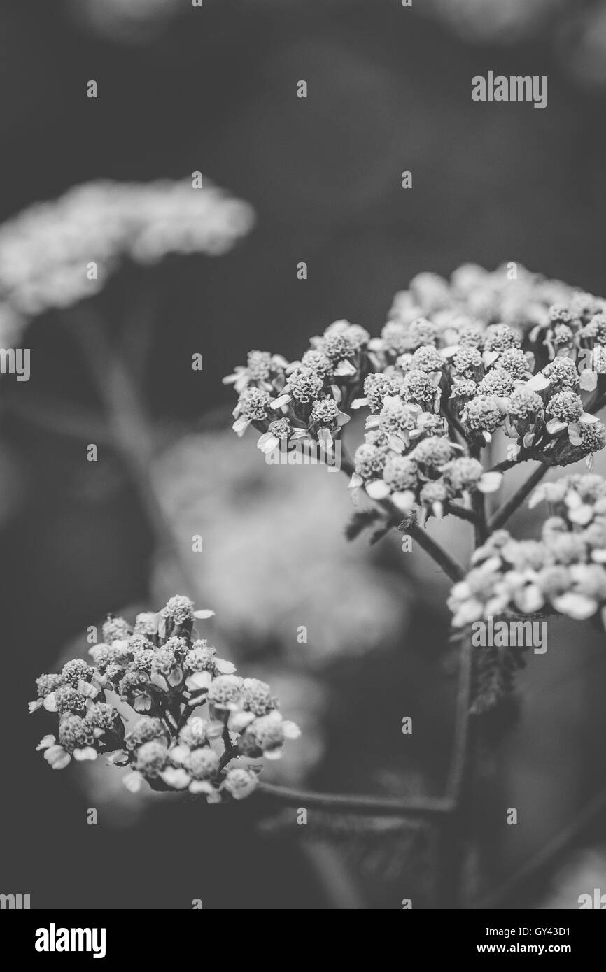 Fleurs sauvages Banque D'Images