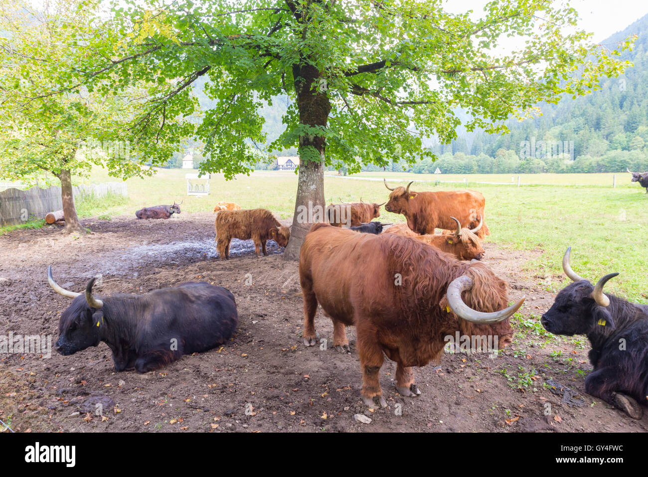 Les vaches highlander écossais aux cheveux rouges. Banque D'Images