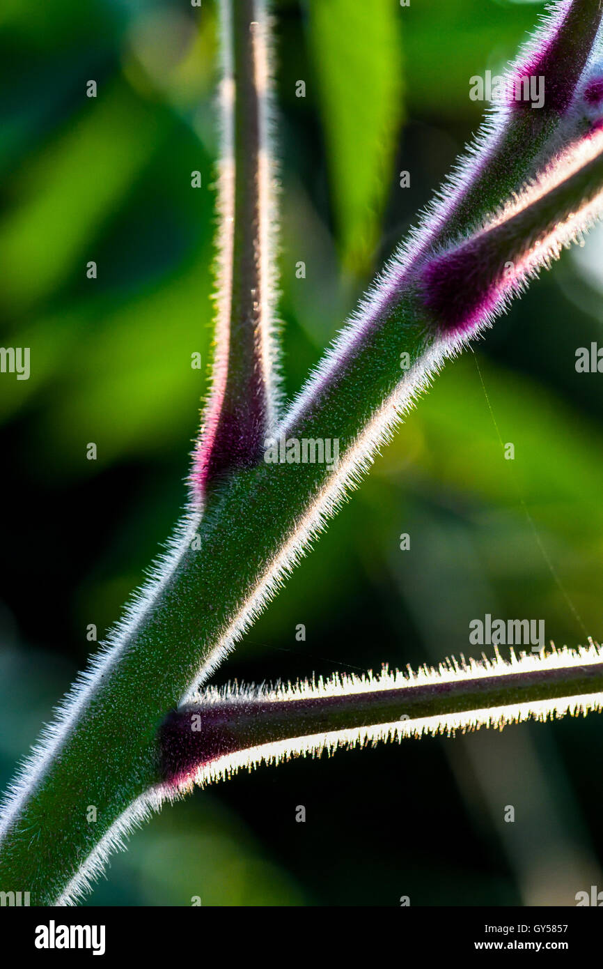 Un jeune corne de cerf-Sumach plante avec ses tiges veloutées. Banque D'Images