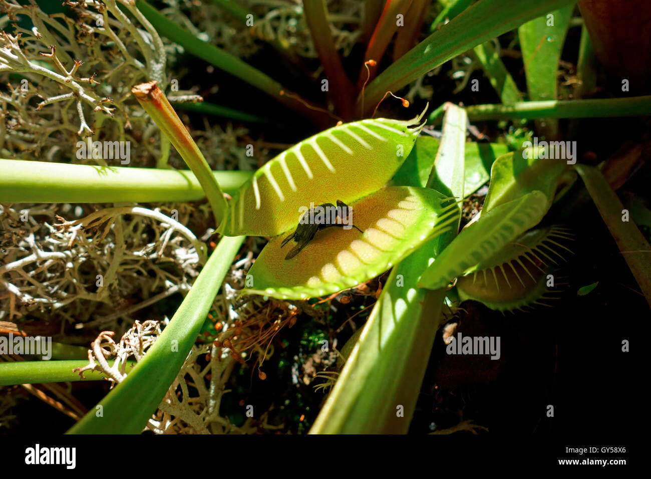 Dionée UN (également appelé la Venus flytrap flytrap ou Venus'), Dionaea muscipula, avec une mouche en elle. Banque D'Images