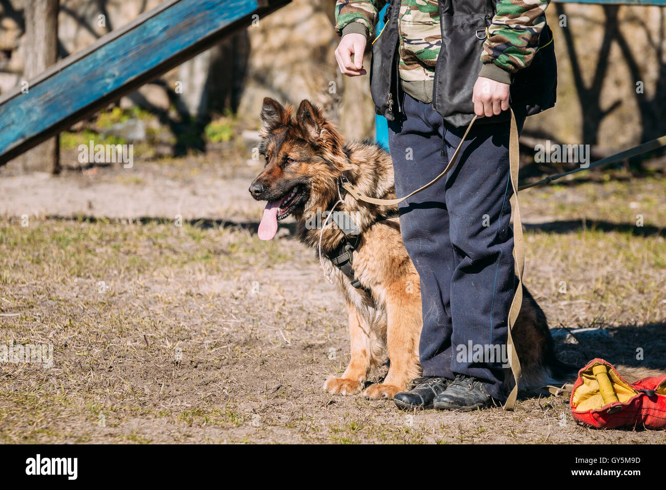 Formation de chien de berger allemand. Chien Loup d'Alsace. Deutscher, chien Banque D'Images