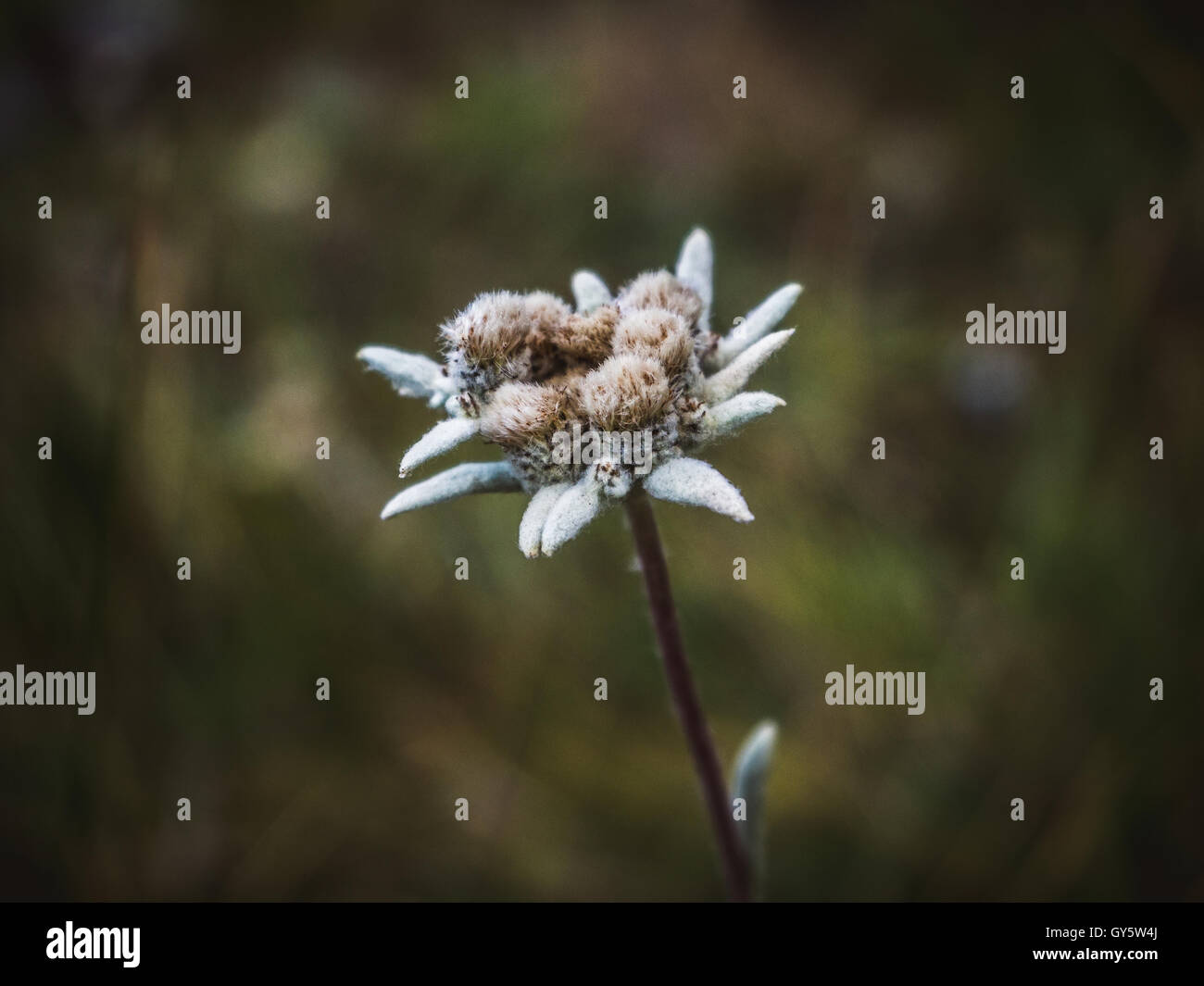 Close-up leontopodium edelweiss fleur en Asie montagnes Tian Shan Banque D'Images