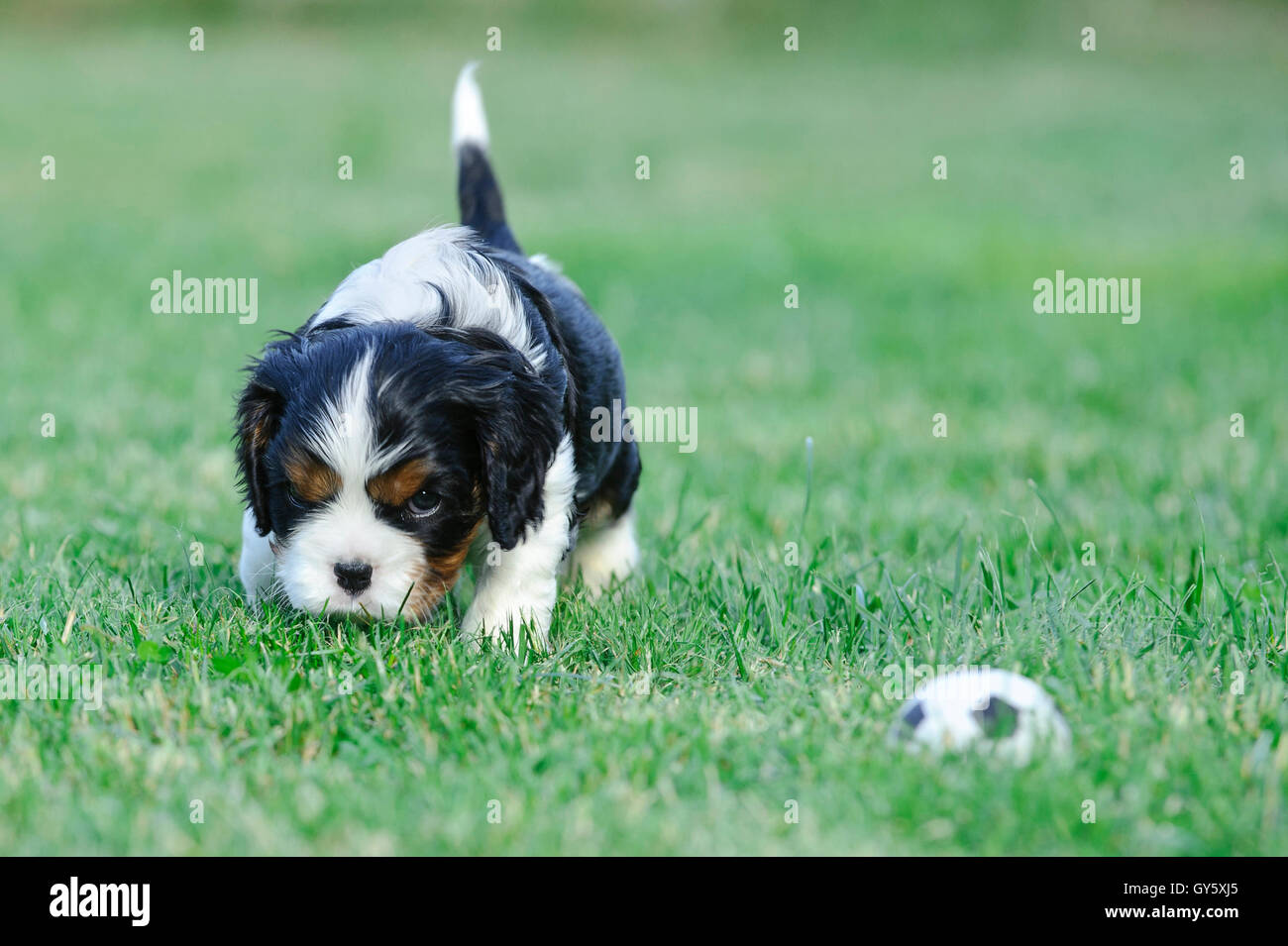 Cavalier King Charles Spaniel puppy dans jardin jouant au football, soccer Banque D'Images