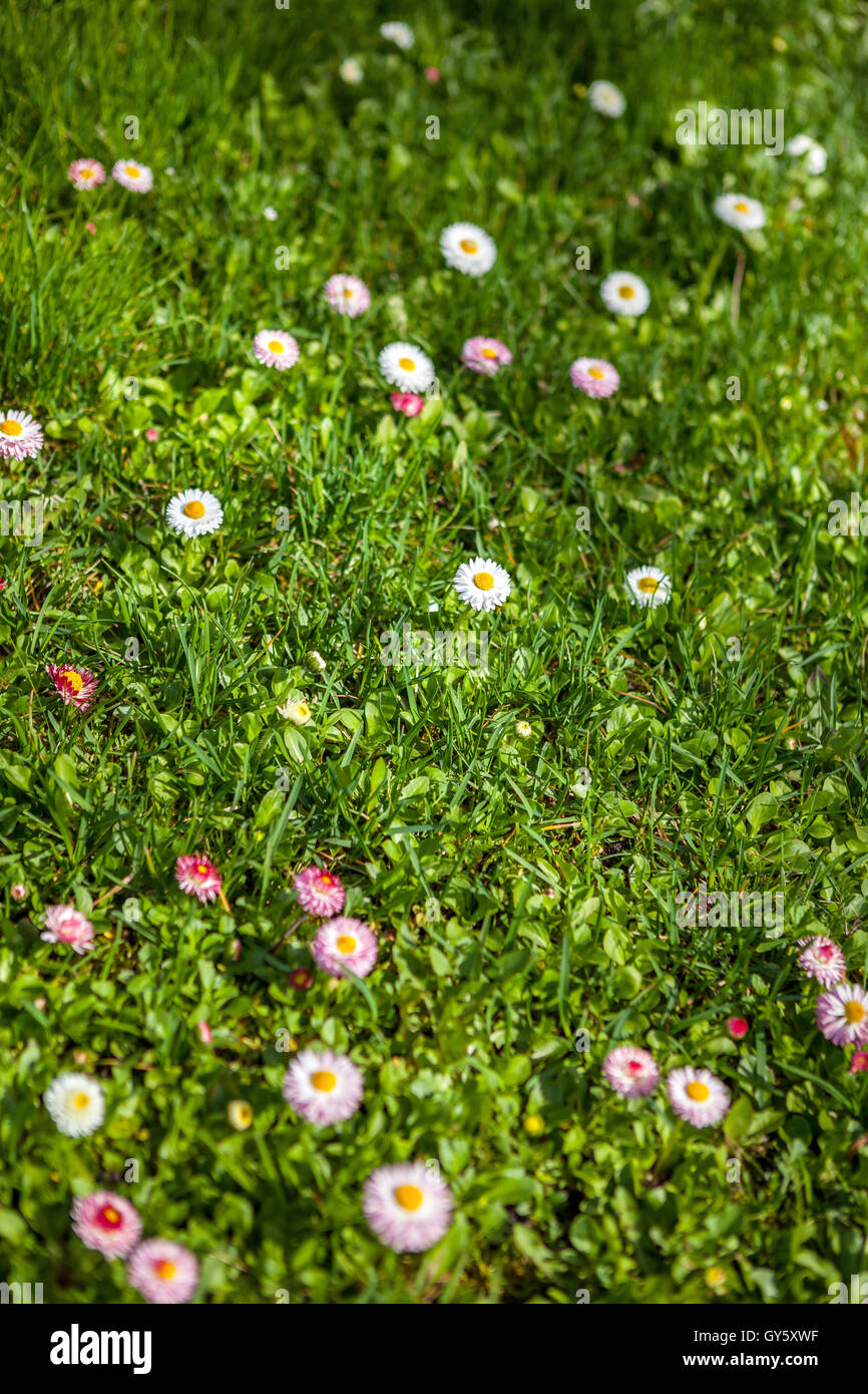 Beauté des fleurs Daisy sur la prairie de printemps Banque D'Images