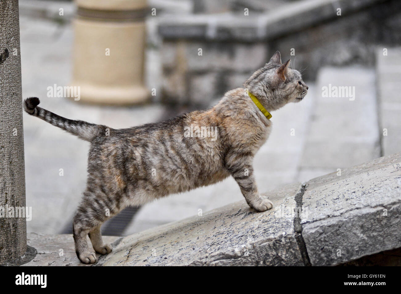 Cat posant dans les escaliers de la place principale d''Herceg Novi, Monténégro Banque D'Images